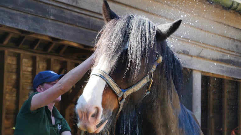 Shire horse being hosed down with water on Home Farm, Wimpole, Cambridgeshire